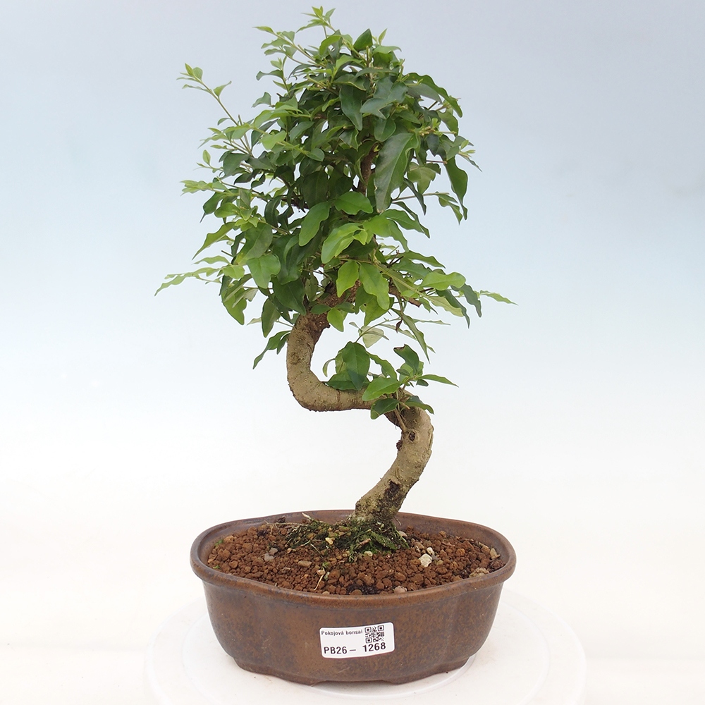 Szobai bonsai -Ligustrum chinensis - Madárcsőr