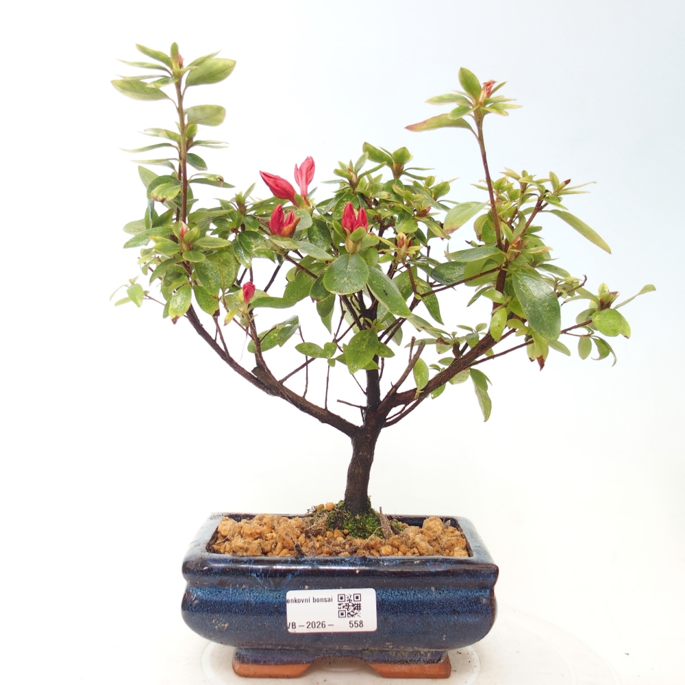Kültéri bonsai - japán azálea - Azalea sp.