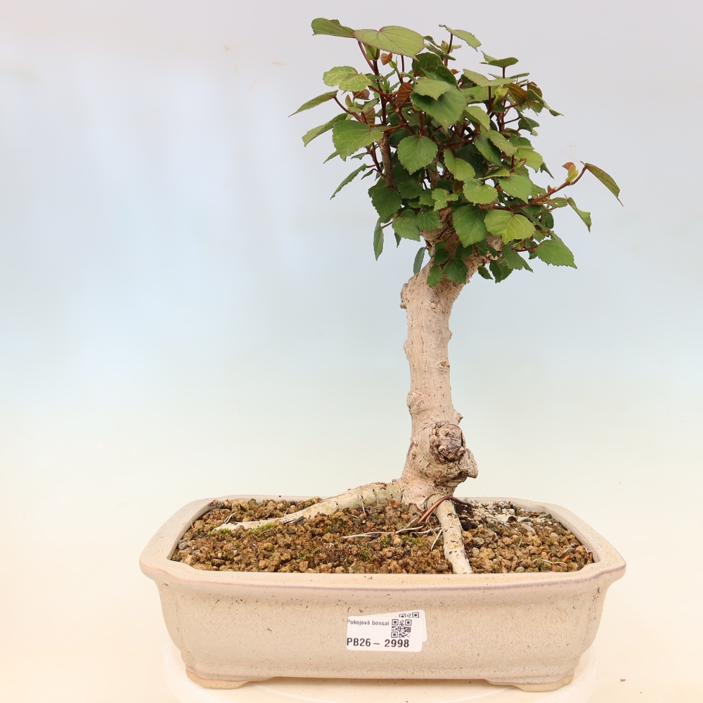 Beltéri bonsai - Hibiscus tiliaceus - tengeri hibiszkusz