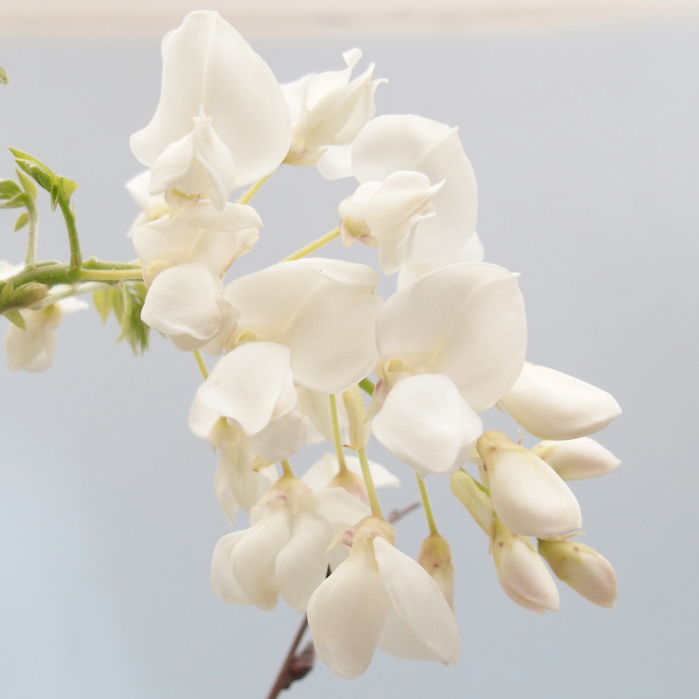 Kültéri bonsai - Vistaria - Wisteria