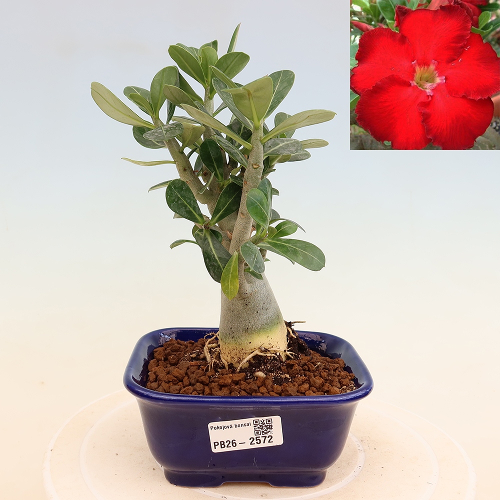 Szobabonsai – Adenium obesum Red Star – Sivatagi rózsa