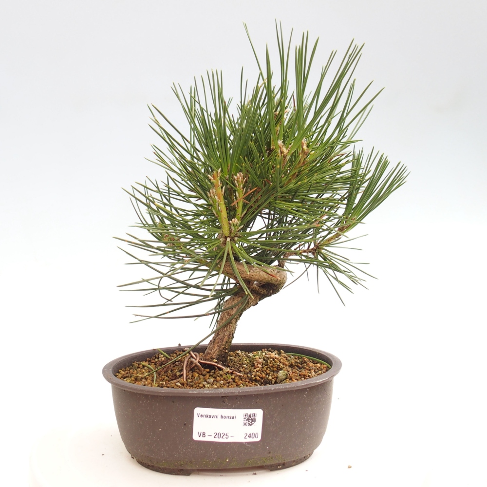 Kültéri bonsai - Pinus thunbergii - Thunberg fenyő