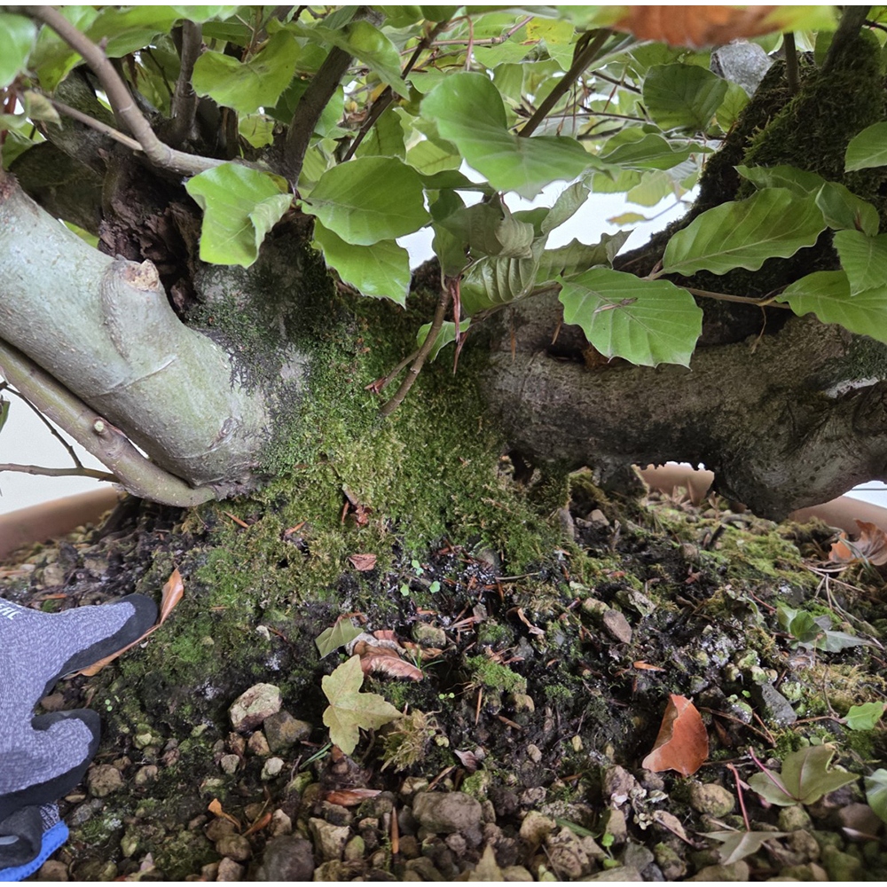 Kültéri bonsai-Fagus sylvatica