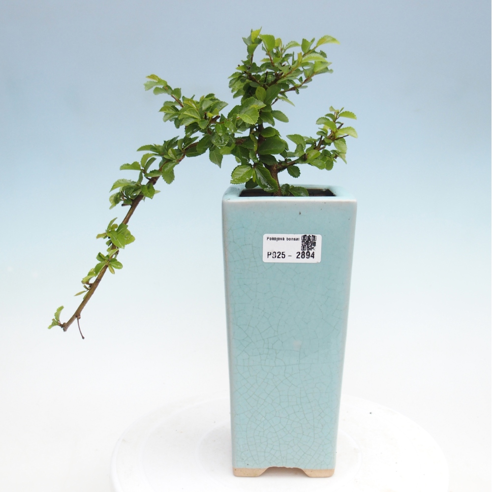 Beltéri bonsai - Grewia occidentalis - Levendula csillaghal