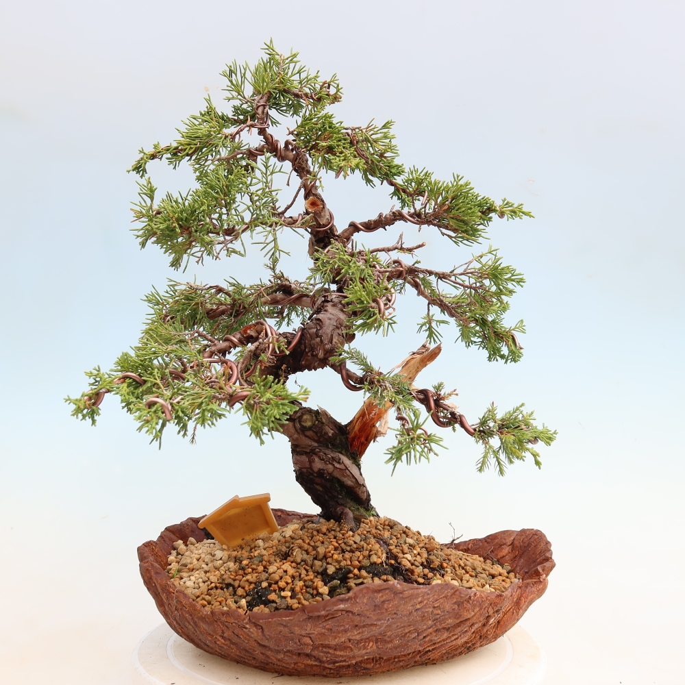 Kültéri bonsai - Juniperus chinensis Itoigawa-Juniperus chinensis