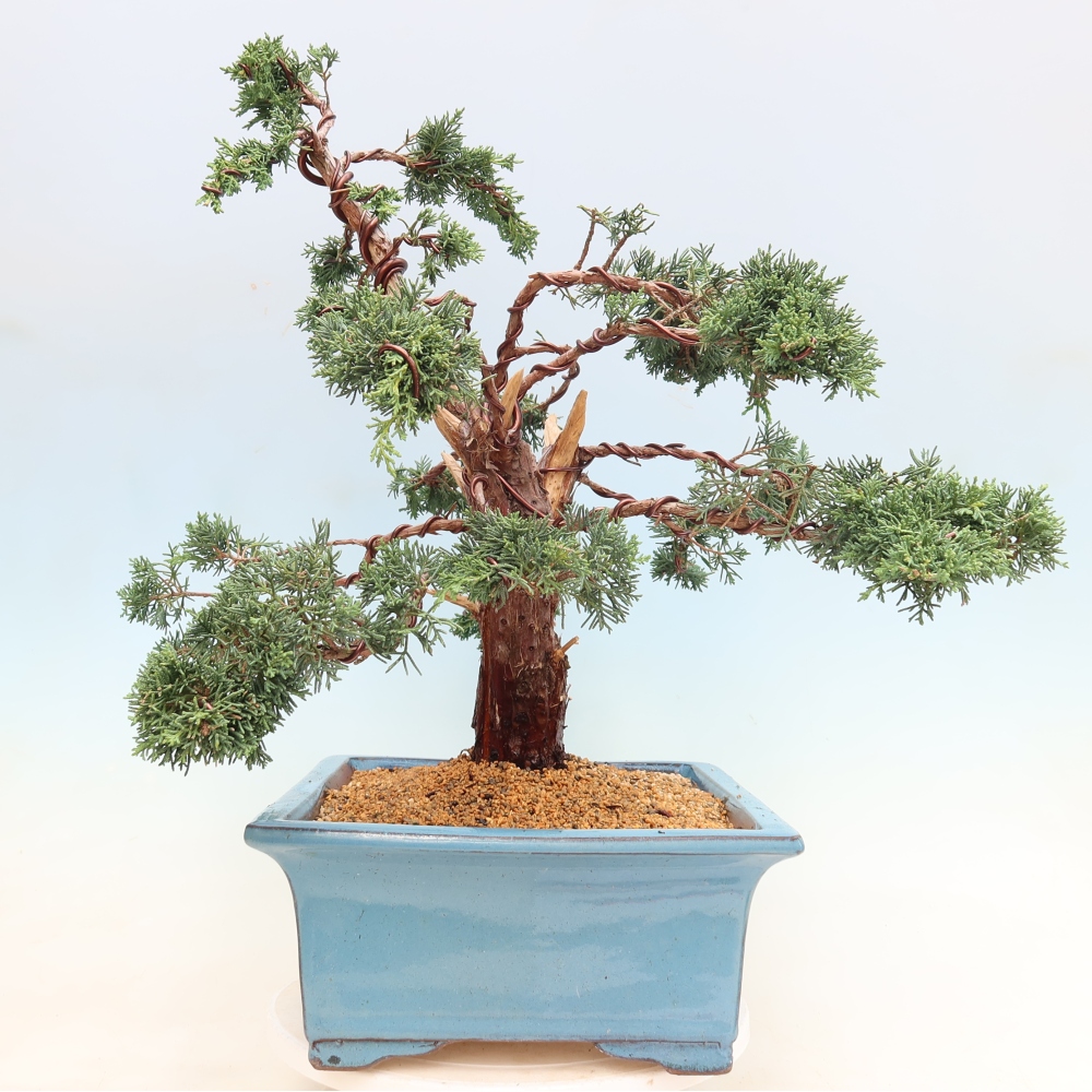 Kültéri bonsai - Juniperus chinensis Kishu