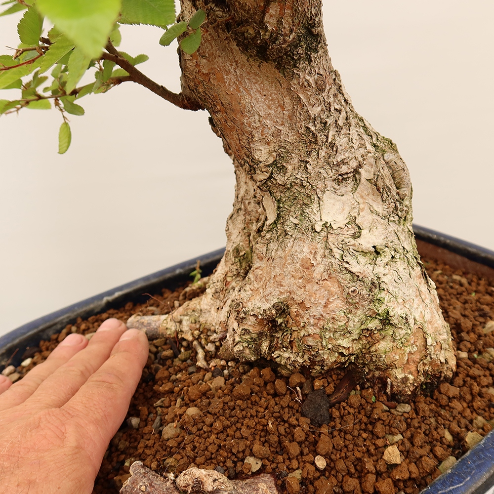 Kültéri bonsai -Carpinus Coreana - Koreai gyertyánfa
