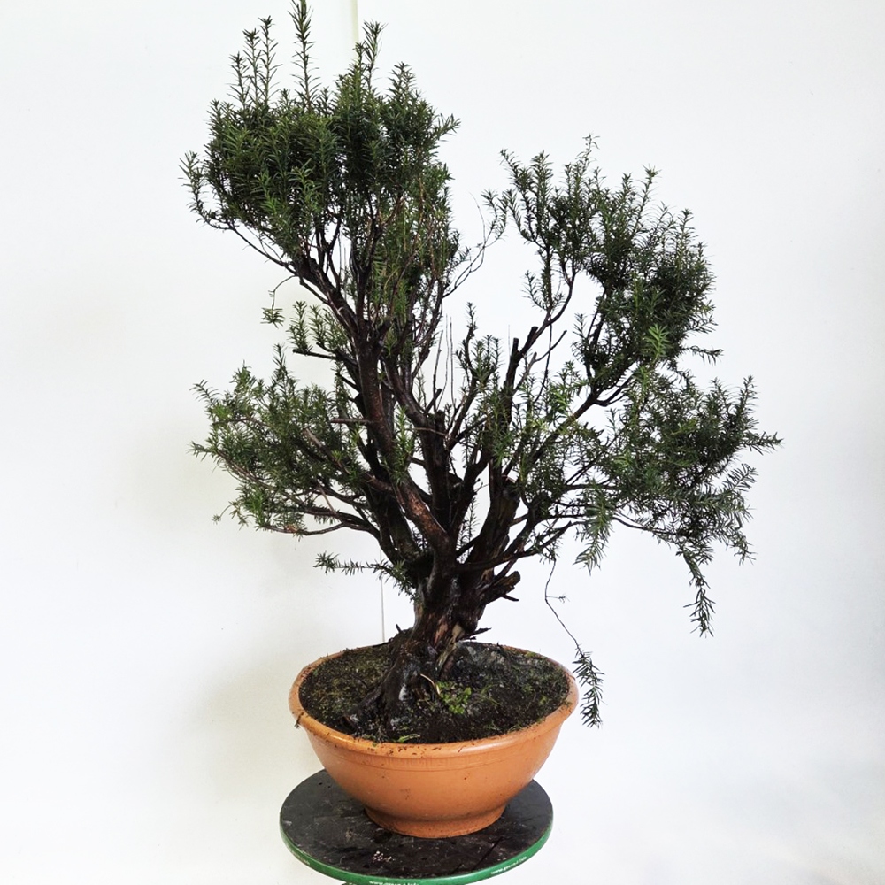 Kültéri bonsai vörös tiszafa - Taxus bacata