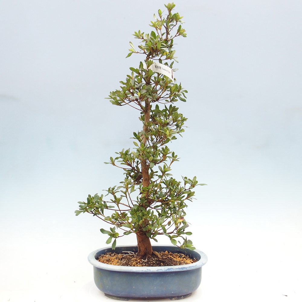 Kültéri bonsai - Japán azálea - Azálea Karenai-no-tenshi