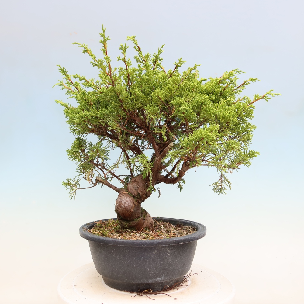 Kültéri bonsai - Juniperus chinensis Itoigawa-Juniperus chinensis