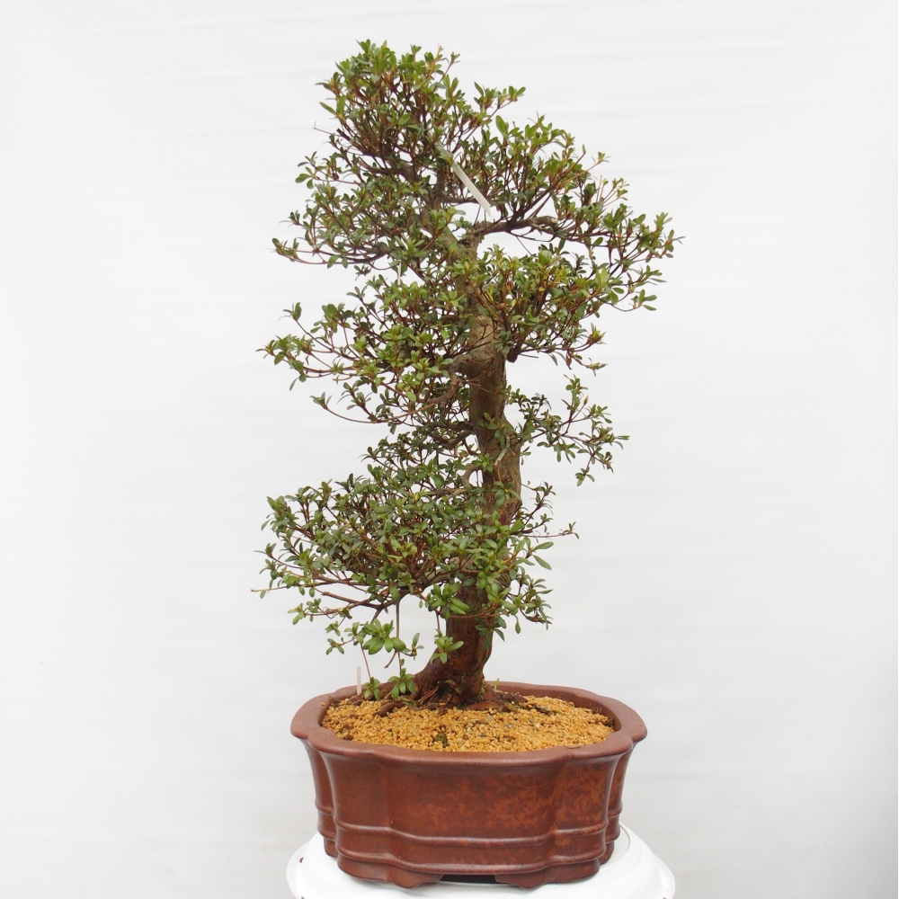 Kültéri bonsai - Japán azálea - Azalea Shunen