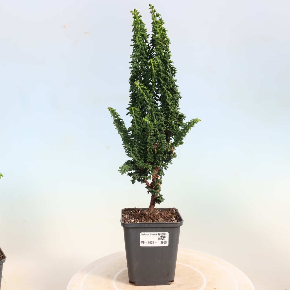 Kültéri bonsai - Cham. obtusa SEKKA HINOKI - Cifra ciprus