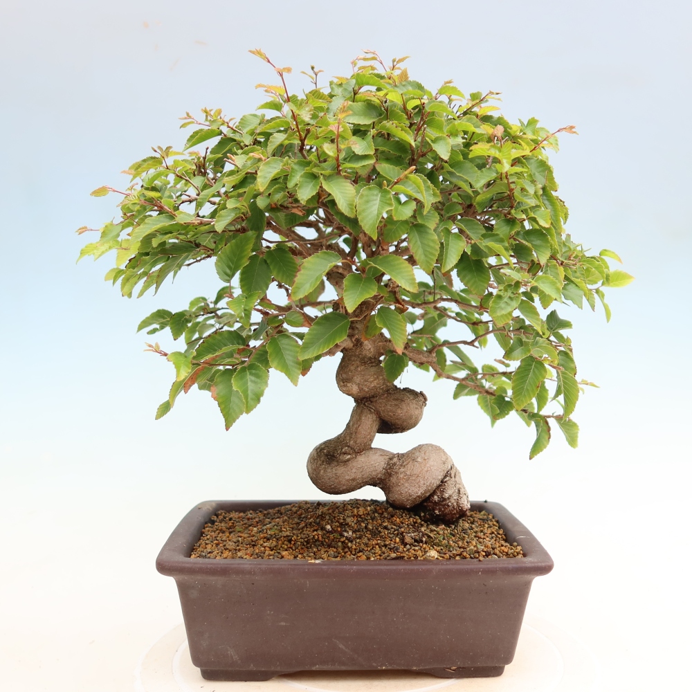 Kültéri bonsai -Carpinus Coreana - Koreai gyertyánfa