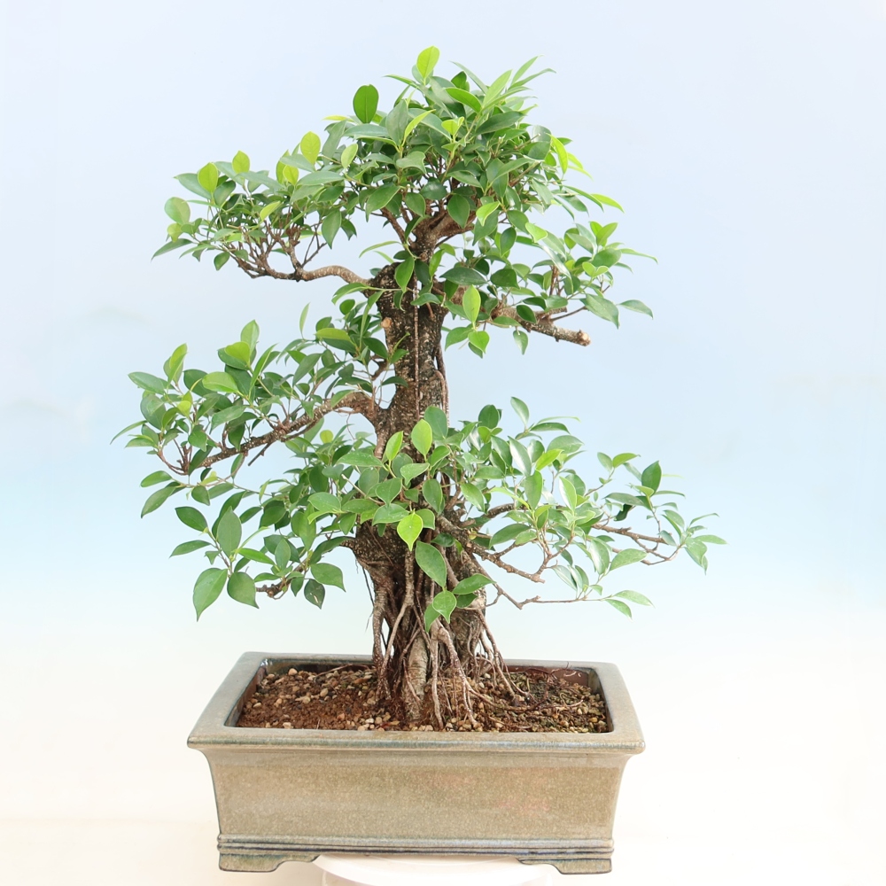 Szobai bonsai - Ficus kimmen - kislevelű fikusz