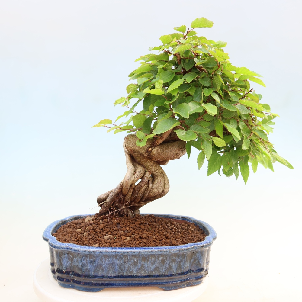 Kültéri bonsai -Carpinus Coreana - Koreai gyertyánfa