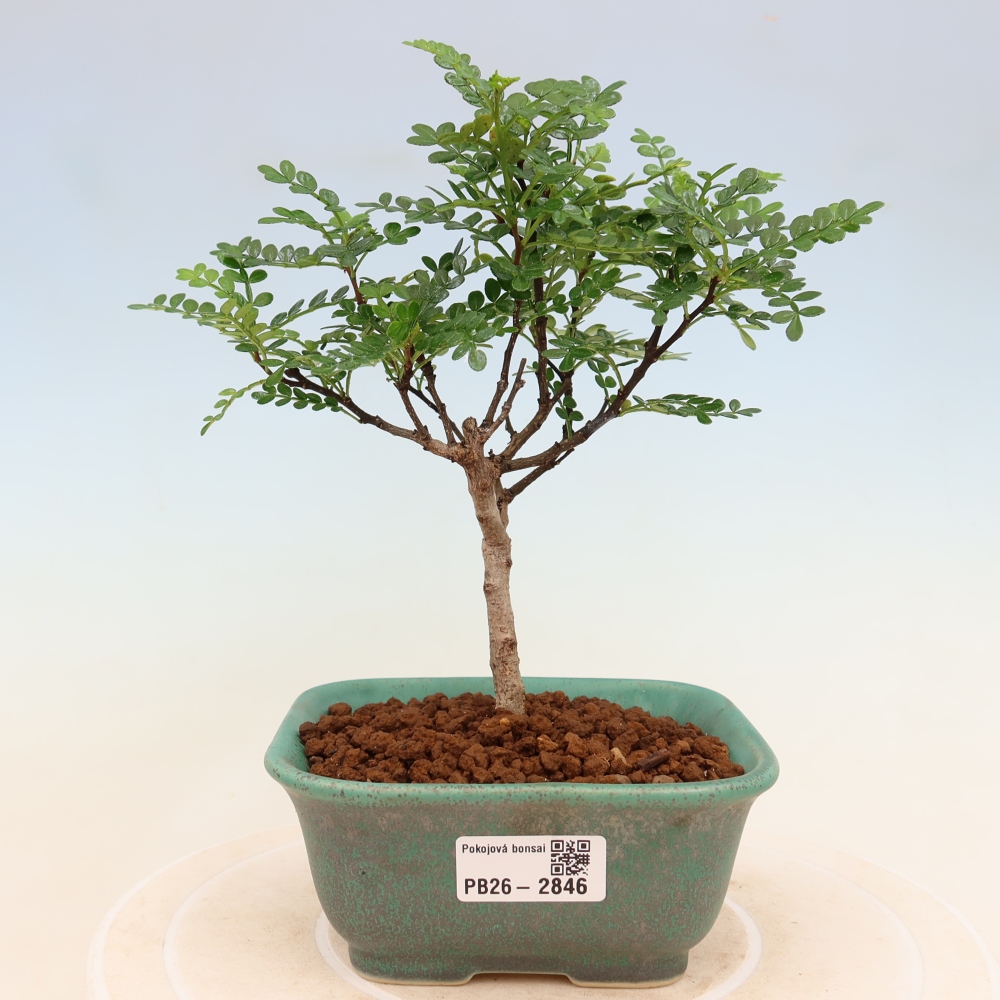 Szobai bonsai - Zantoxylum piperitum - borsfa
