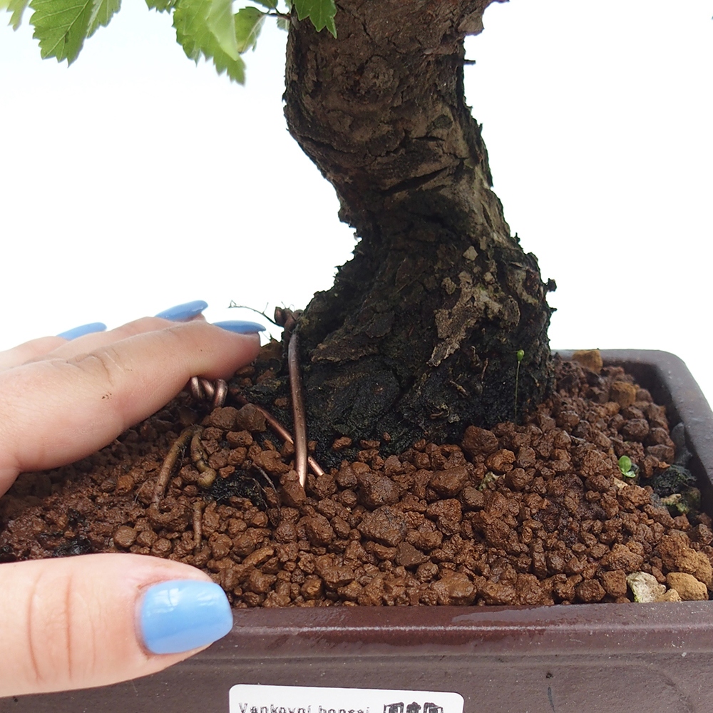 Kültéri bonsai - Zelkova - Zelkova NIRE