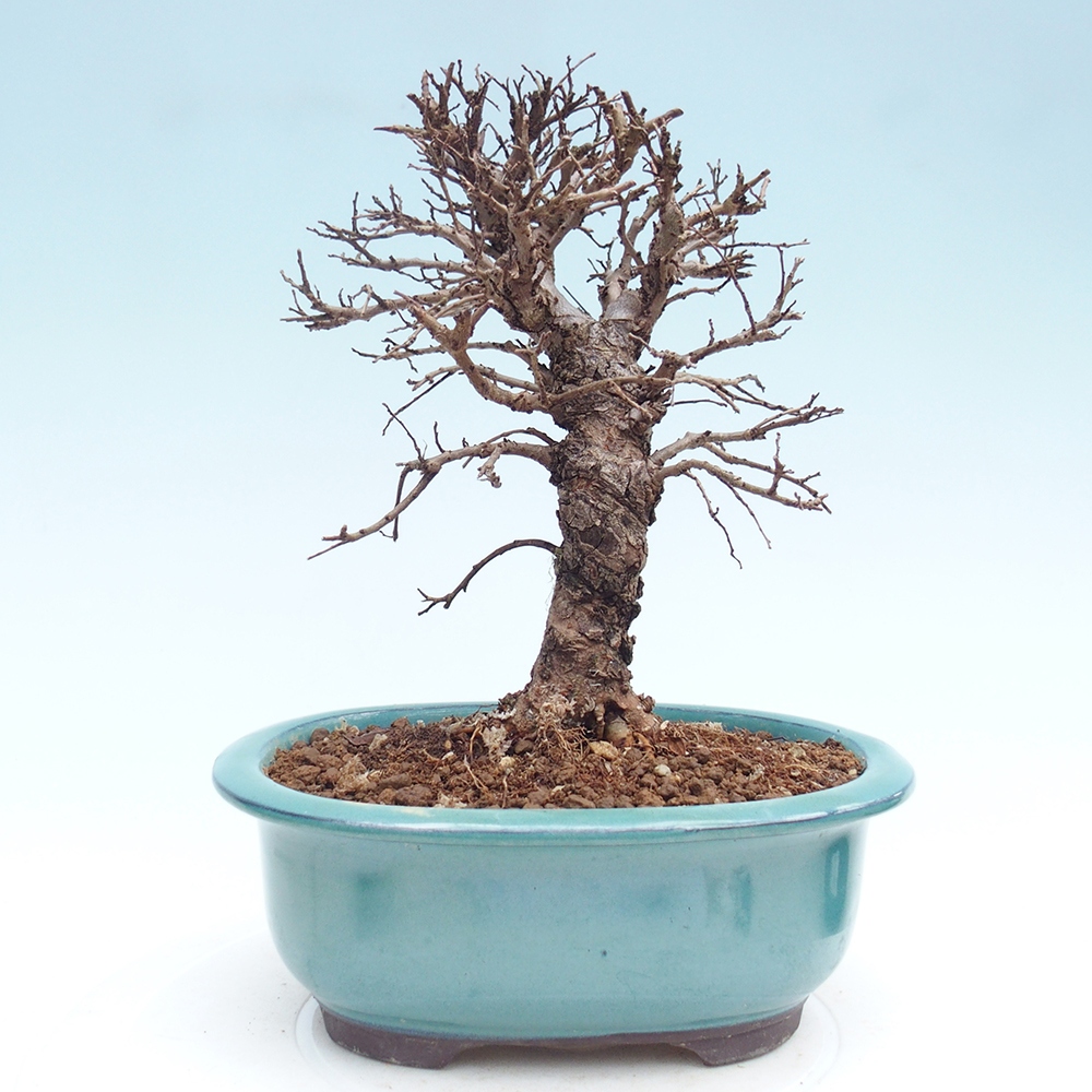 Kültéri bonsai - Zelkova - Zelkova NIRE