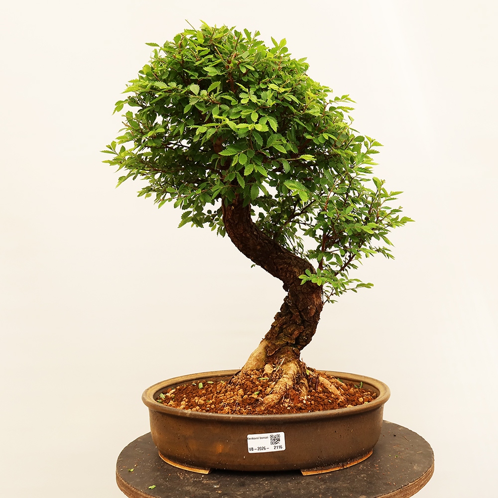 Kültéri bonsai - Zelkova - Zelkova NIRE