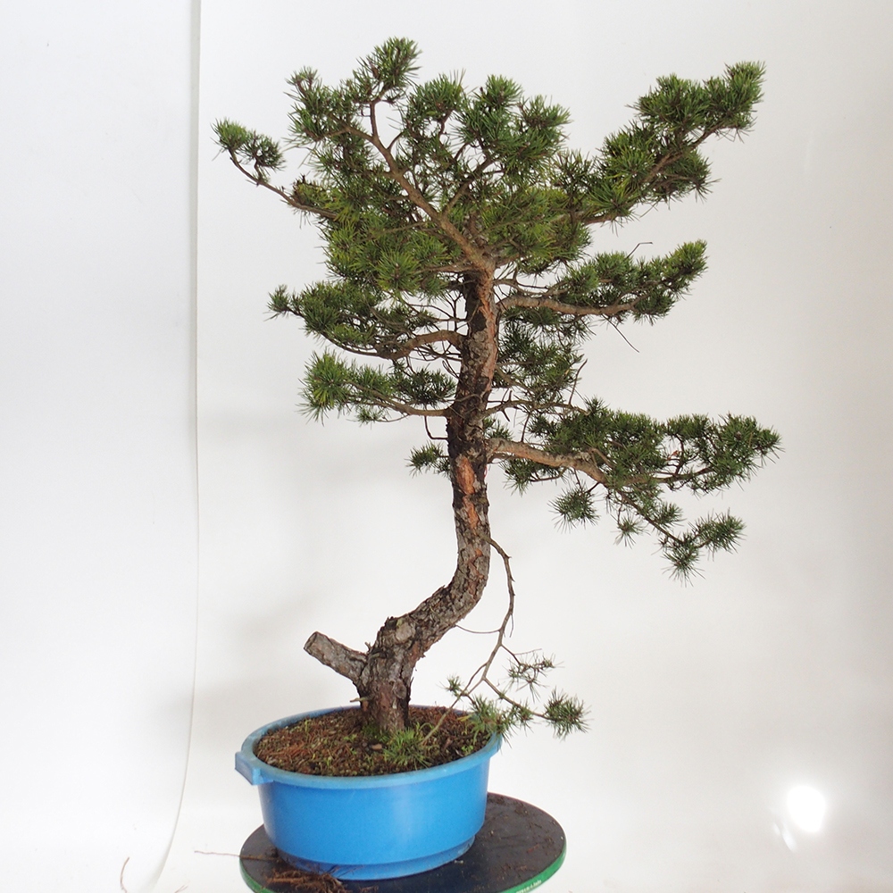 Yamadori - Pinus sylvestris Spanyolország