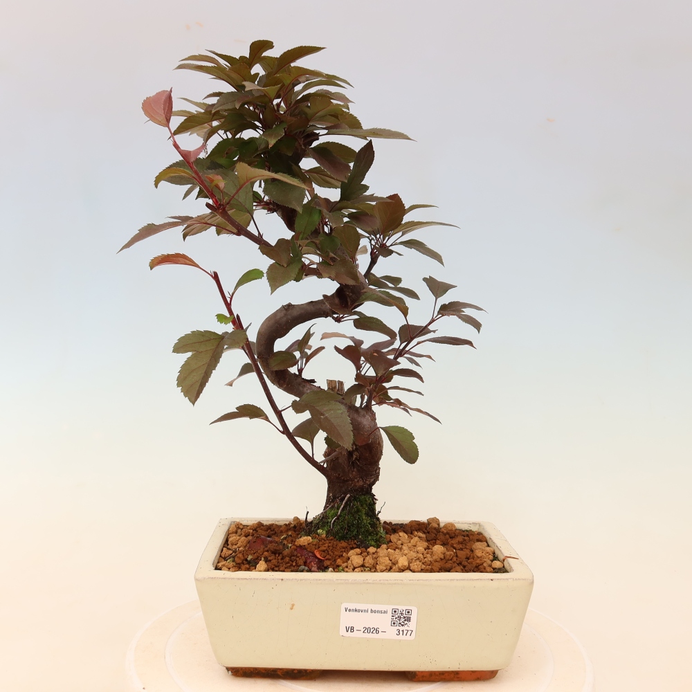 Kültéri bonsai -Malus domestica - Kis gyümölcsű piros levelű almafa