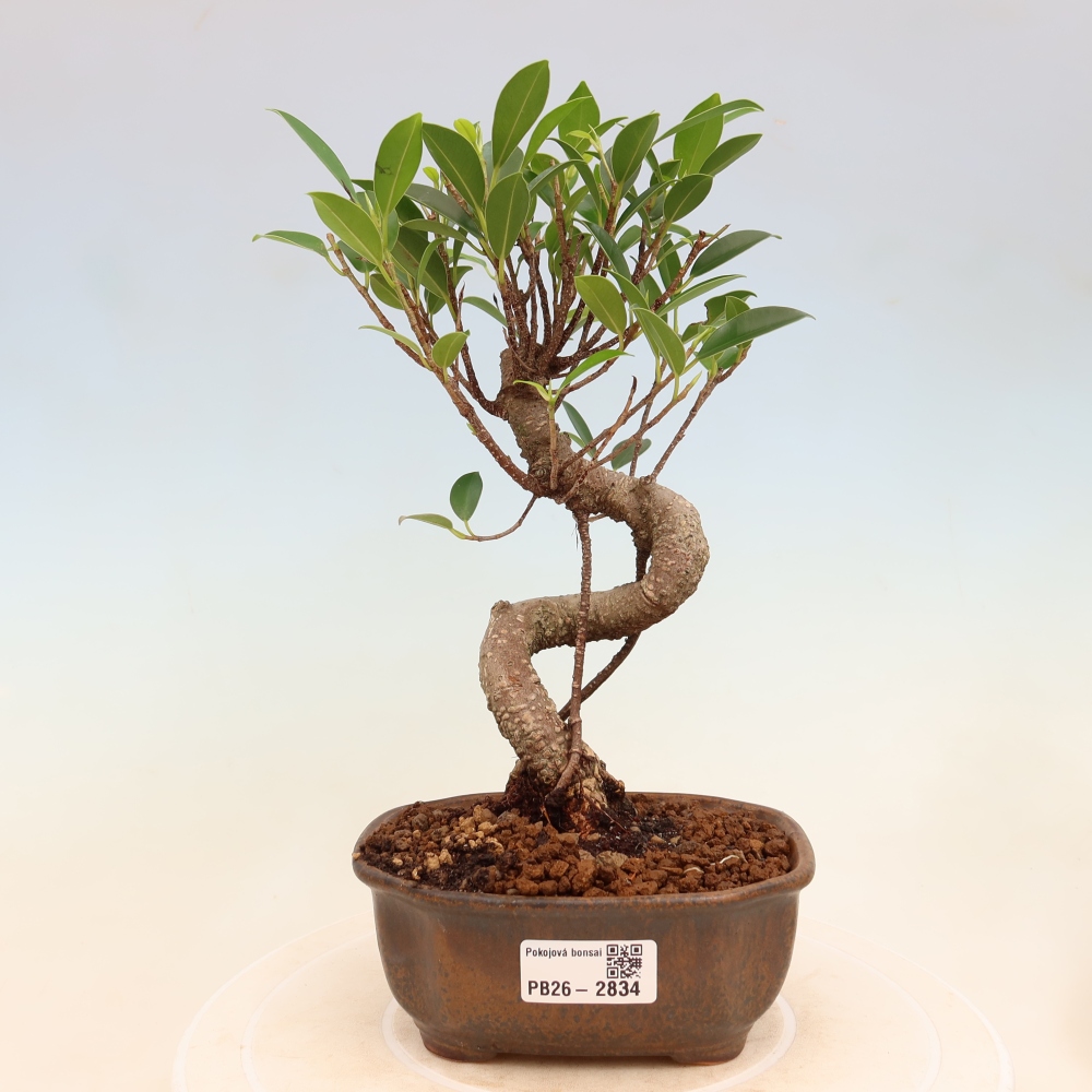 Szobai bonsai - Ficus kimmen - kislevelű fikusz