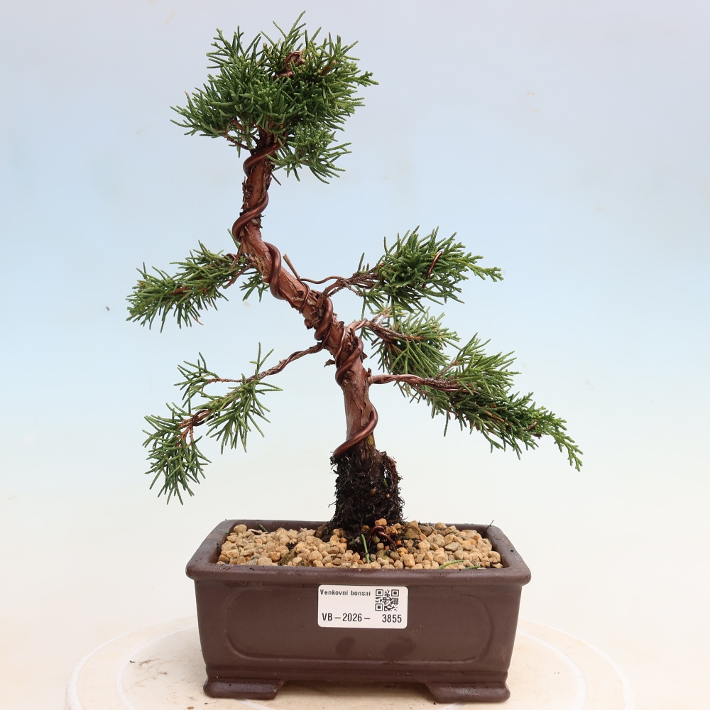 Kültéri bonsai - Juniperus chinensis Kishu