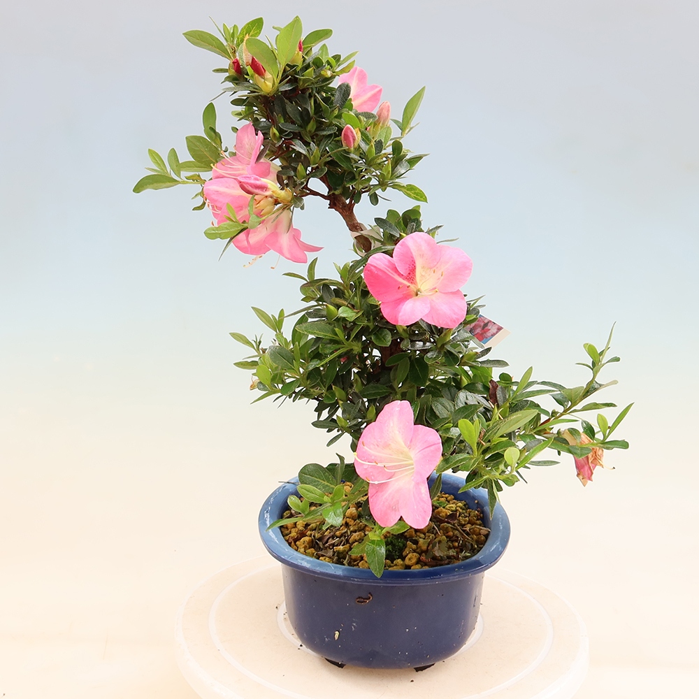 Kültéri bonsai - Japán azálea - Azalea Santoka