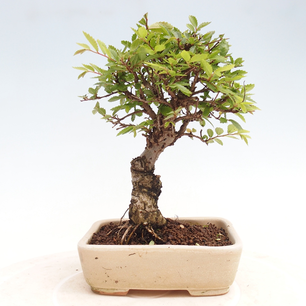 Kültéri bonsai - Zelkova - Zelkova NIRE