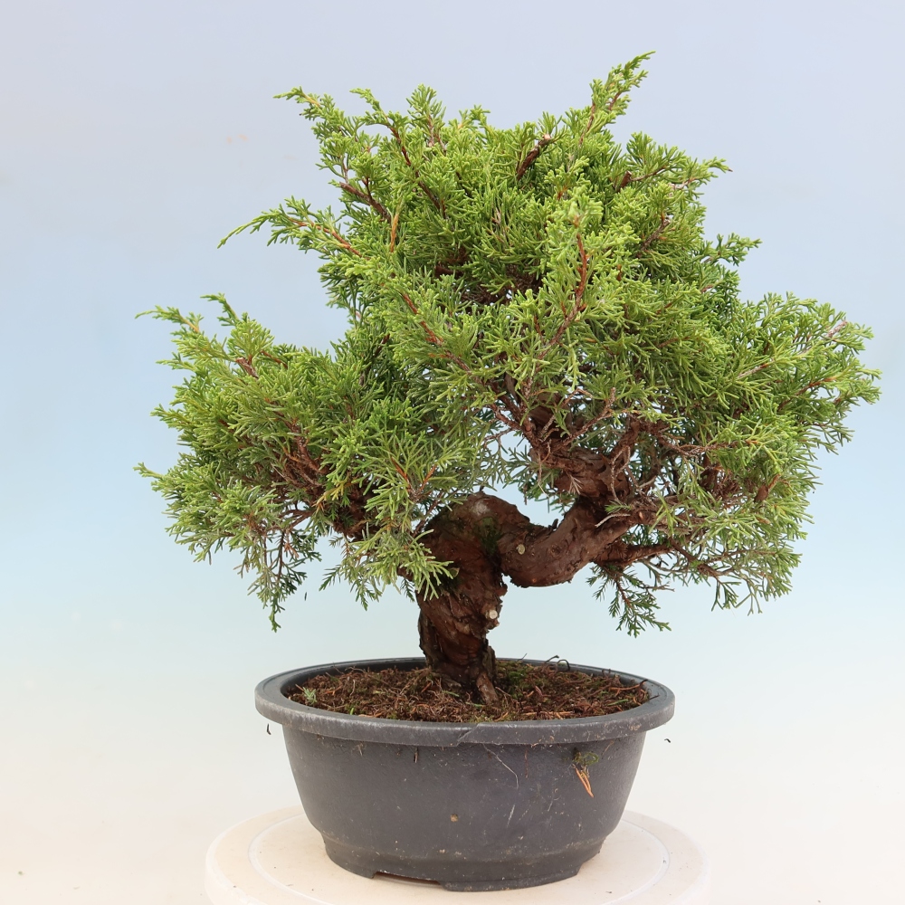 Kültéri bonsai - Juniperus chinensis Itoigawa-Juniperus chinensis