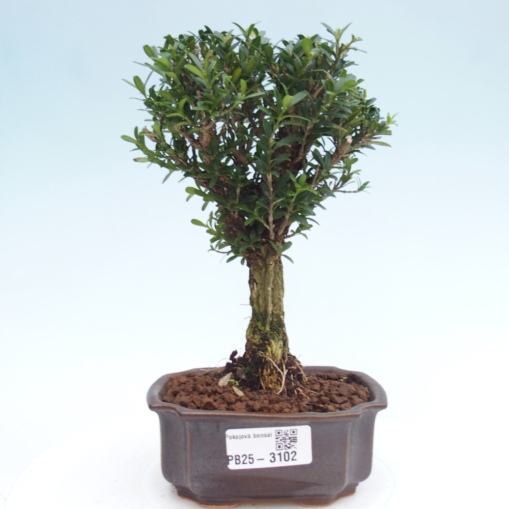 Szobai bonsai - Buxus harlandii - parafa buxus