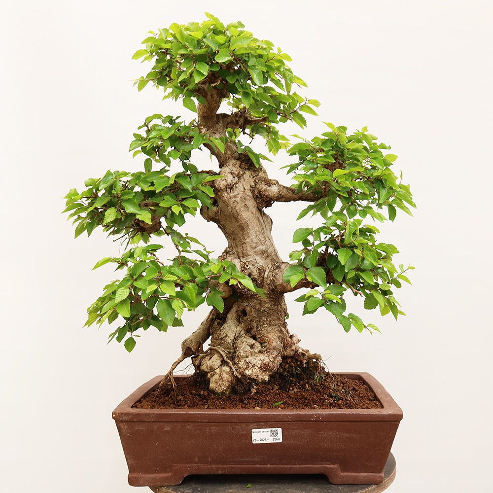 Kültéri bonsai -Carpinus Coreana - Koreai gyertyánfa