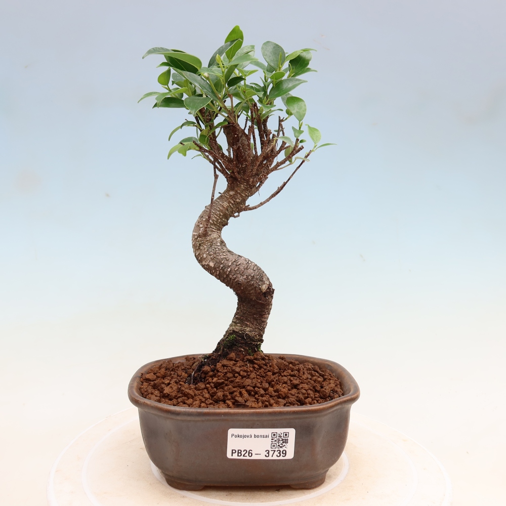 Szobai bonsai - Ficus kimmen - kislevelű fikusz