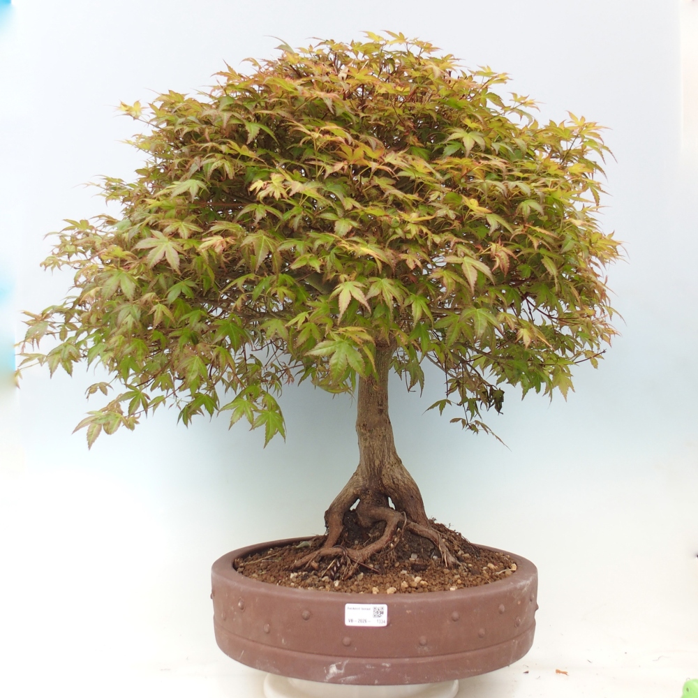 Juhar - Acer palmatum Beni Tsukasa