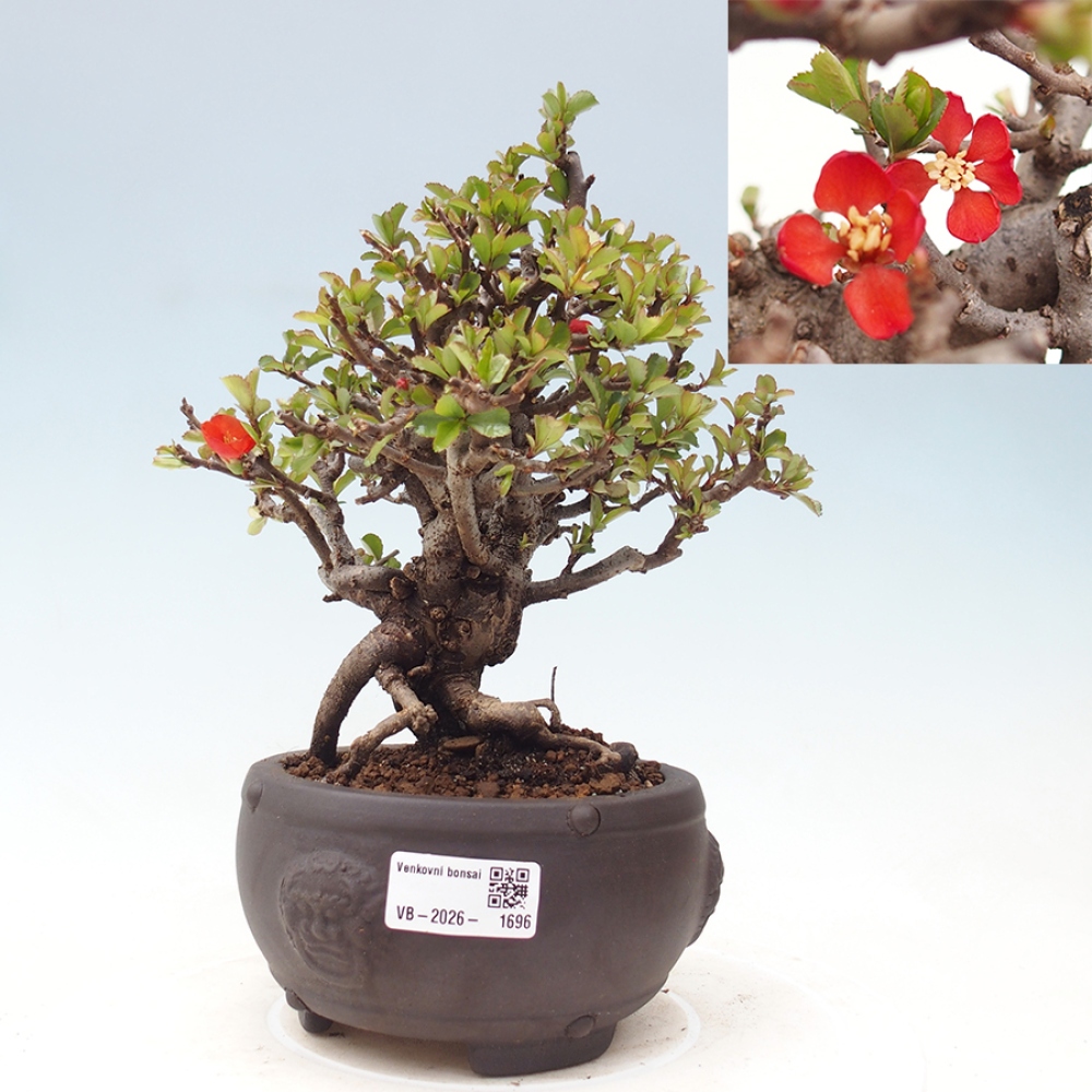Kültéri bonsai - Chaneomeles speciosa - birs
