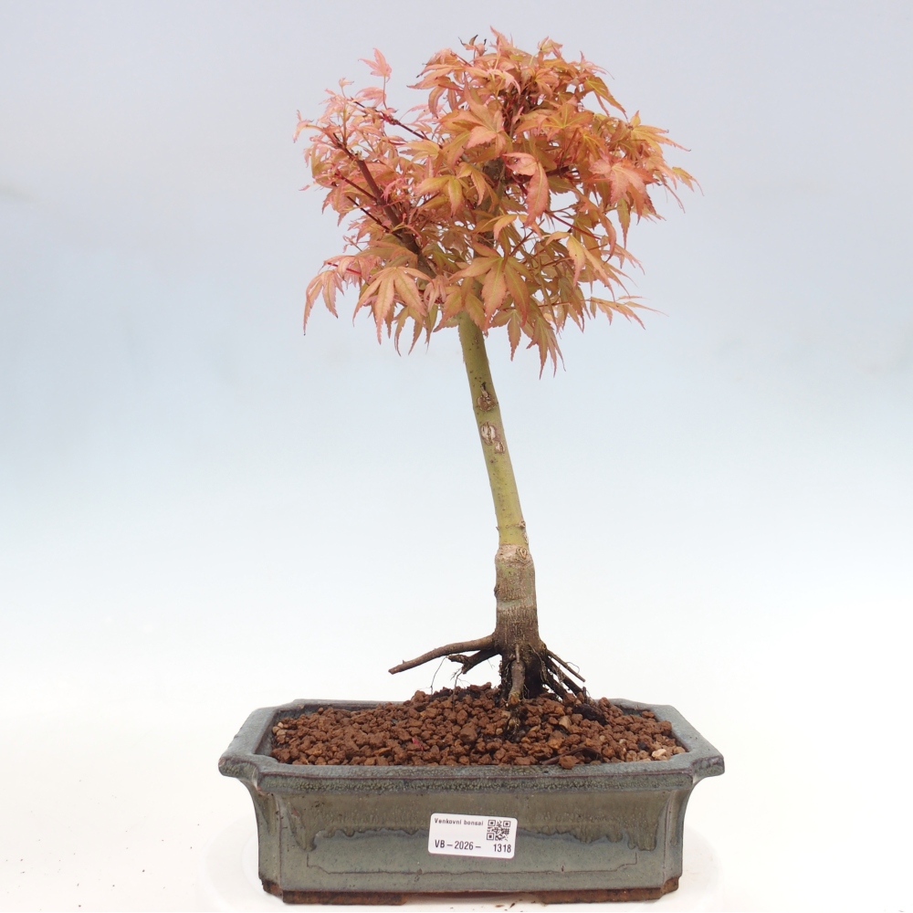 Juhar - Acer palmatum Beni Tsukasa