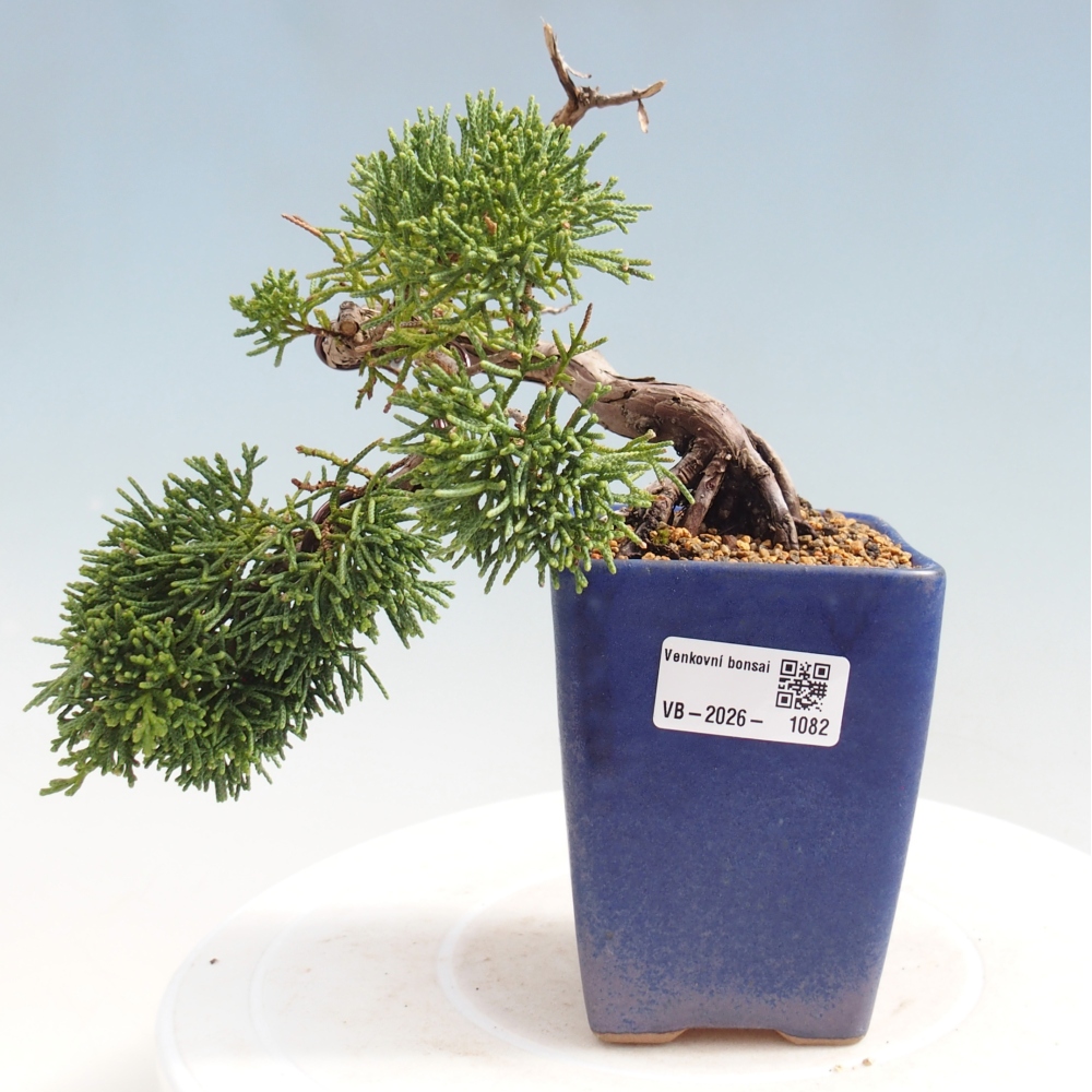 Kültéri bonsai - Juniperus chinensis Kishu