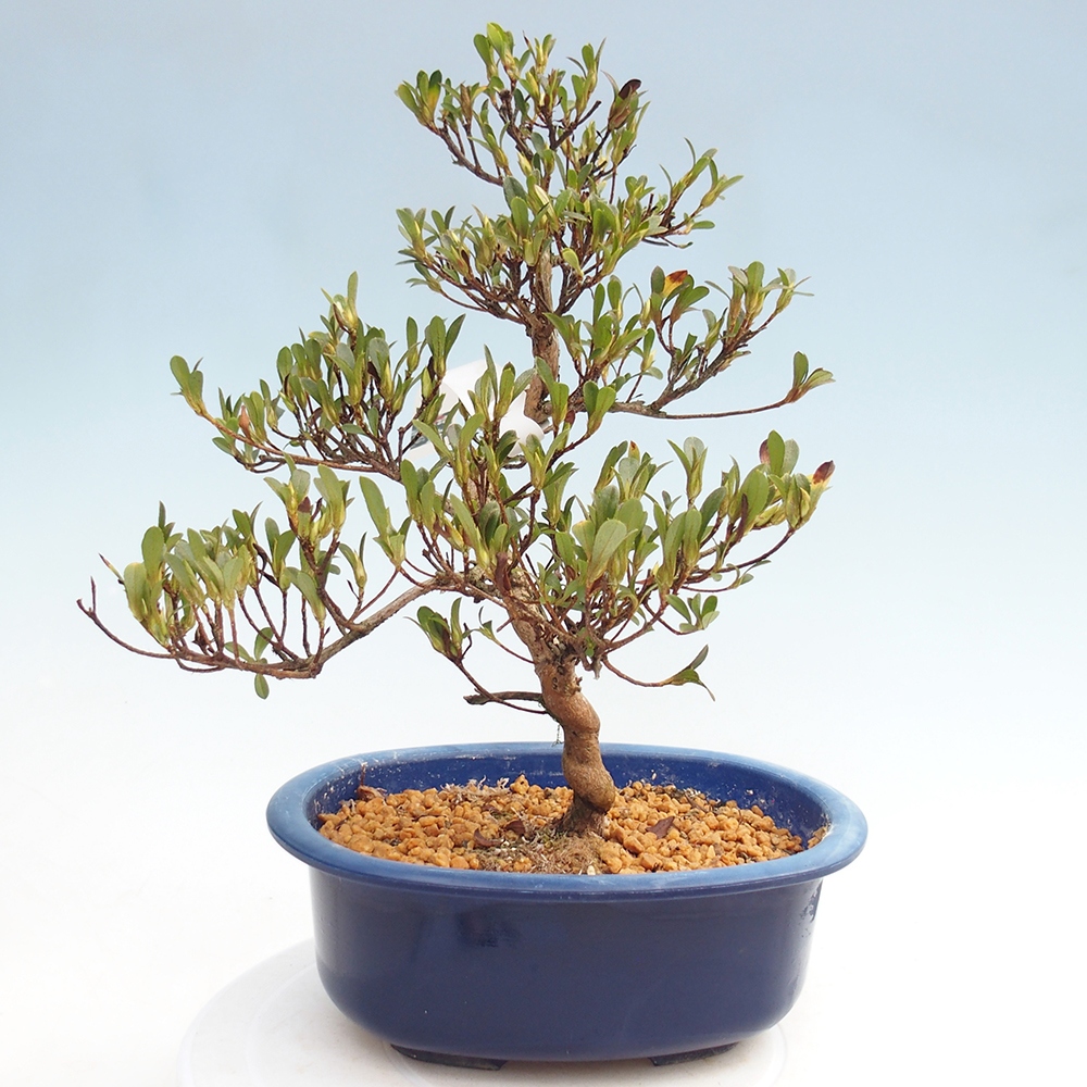 Kültéri bonsai - japán azálea - Azalea Matsunami