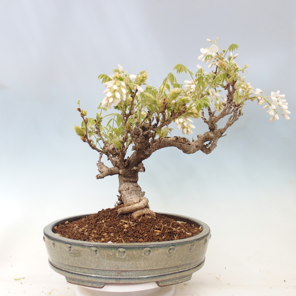 Kültéri bonsai - Vistaria - Wisteria