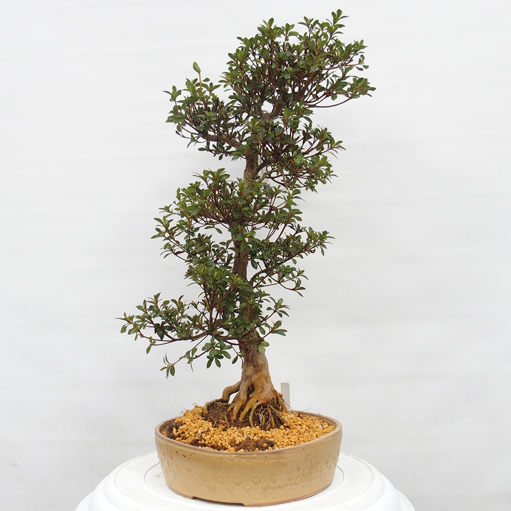 Kültéri bonsai - Japán azálea - Azalea Hanatsuzuri
