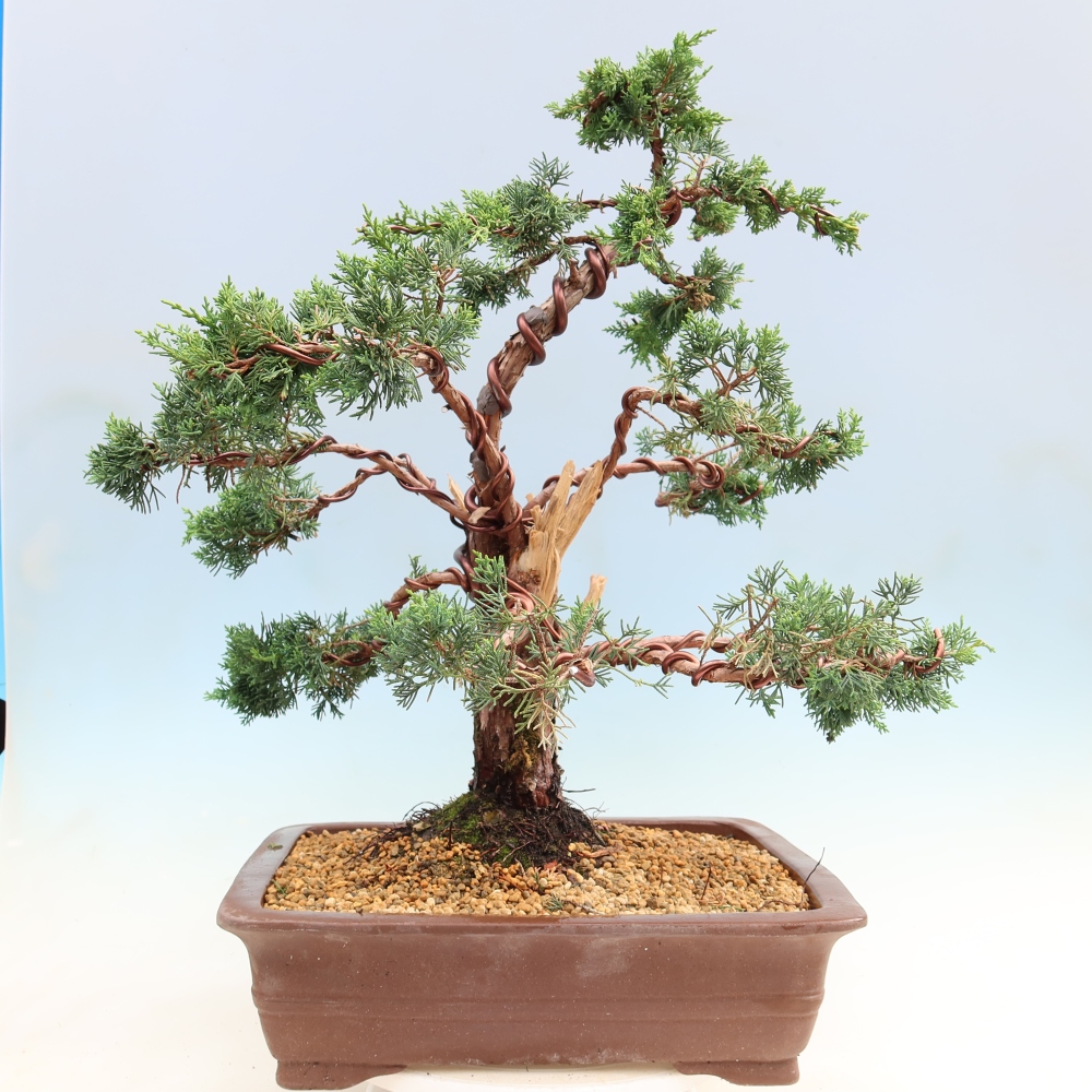 Kültéri bonsai - Juniperus chinensis Kishu