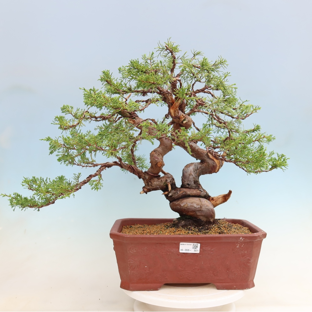 Kültéri bonsai - Juniperus chinensis Itoigawa-Juniperus chinensis