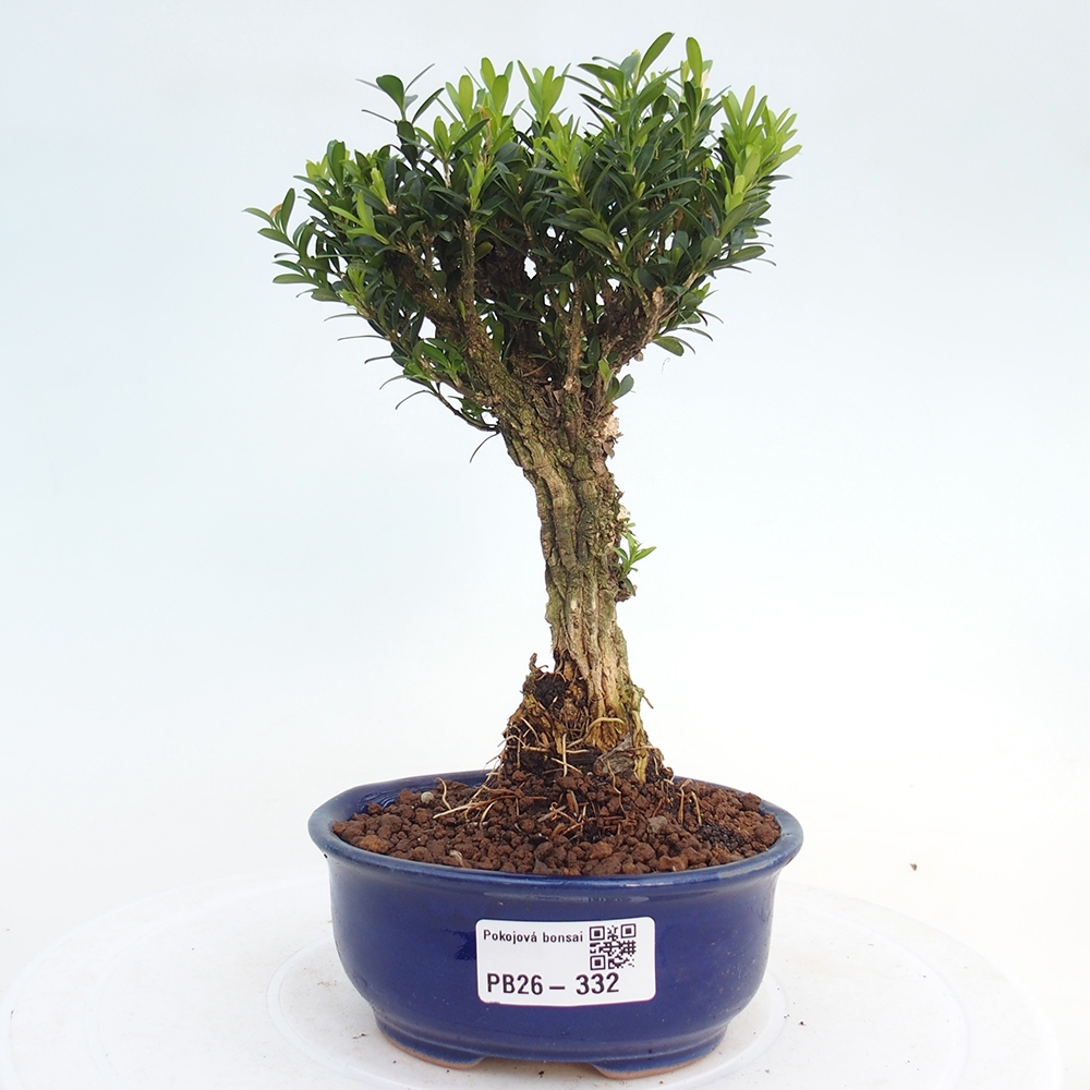 Szobai bonsai - Buxus harlandii - parafa buxus