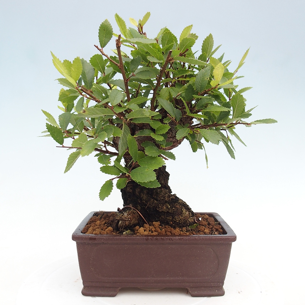 Kültéri bonsai - Zelkova - Zelkova NIRE