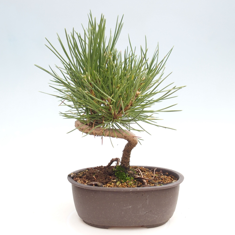 Kültéri bonsai - Pinus thunbergii - Thunberg fenyő