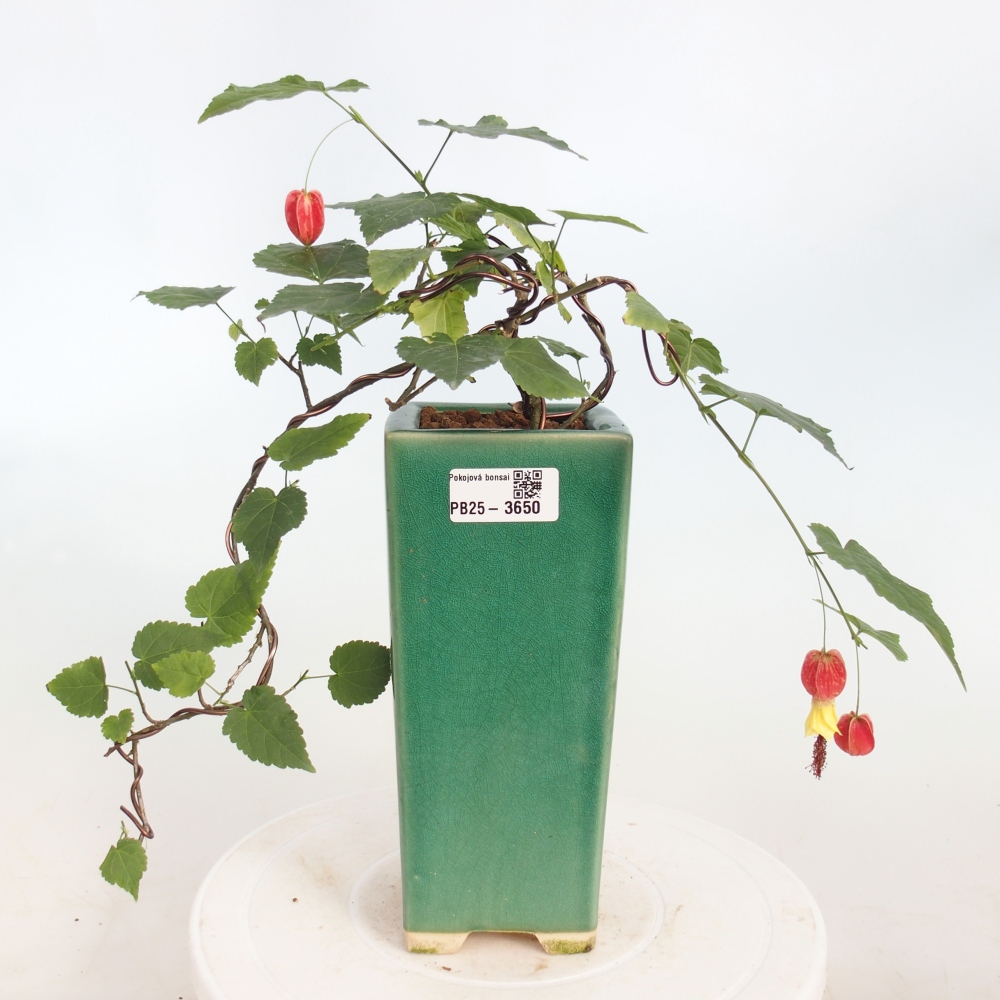 Beltéri bonsai - Abutilon Big Bell - Felhőbogyó