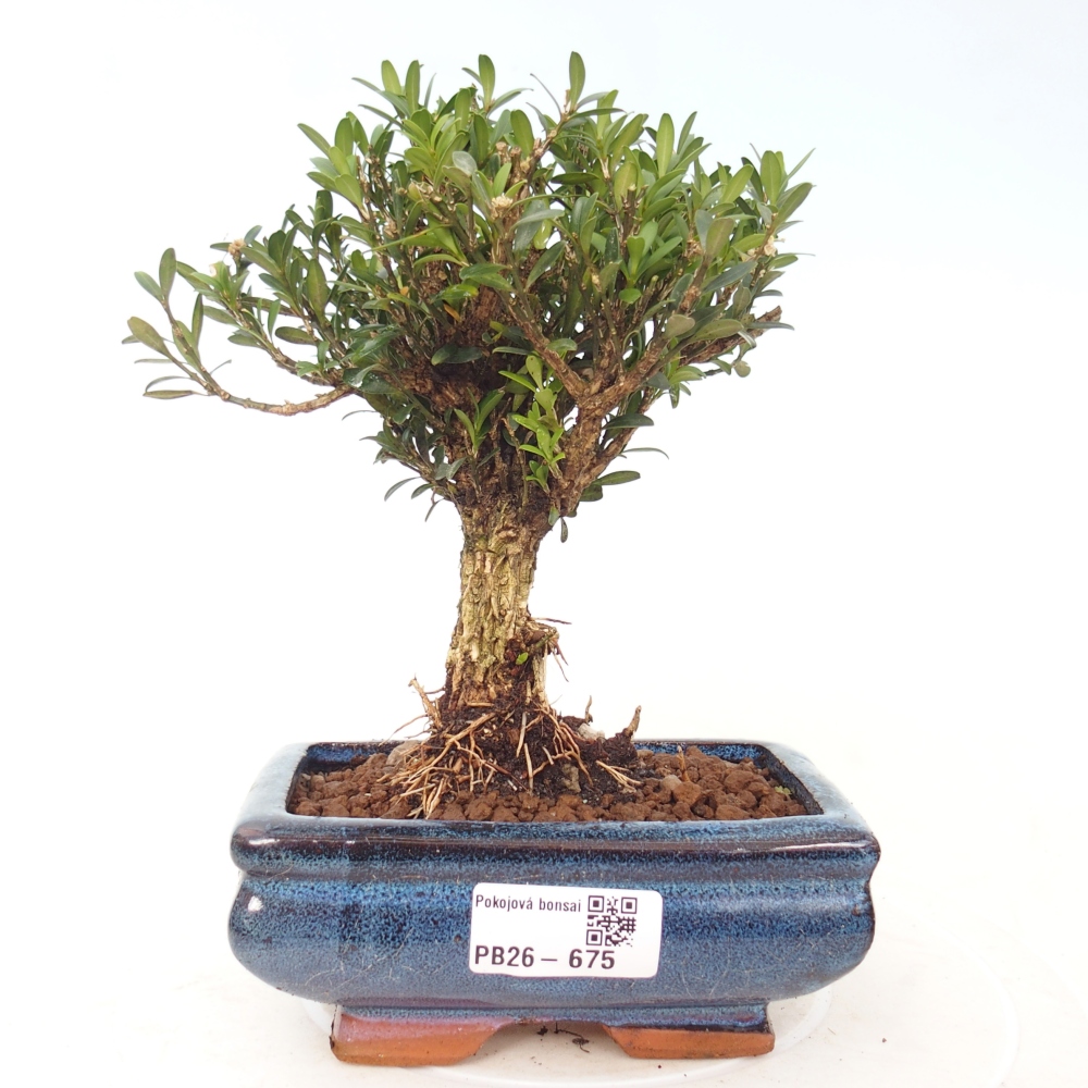 Szobai bonsai - Buxus harlandii - parafa buxus