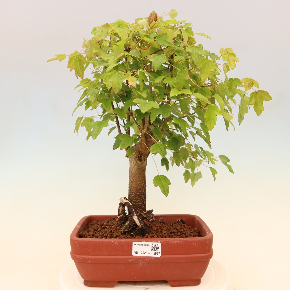 Kültéri bonsai - Juhar Burger - Acer Burgerianum