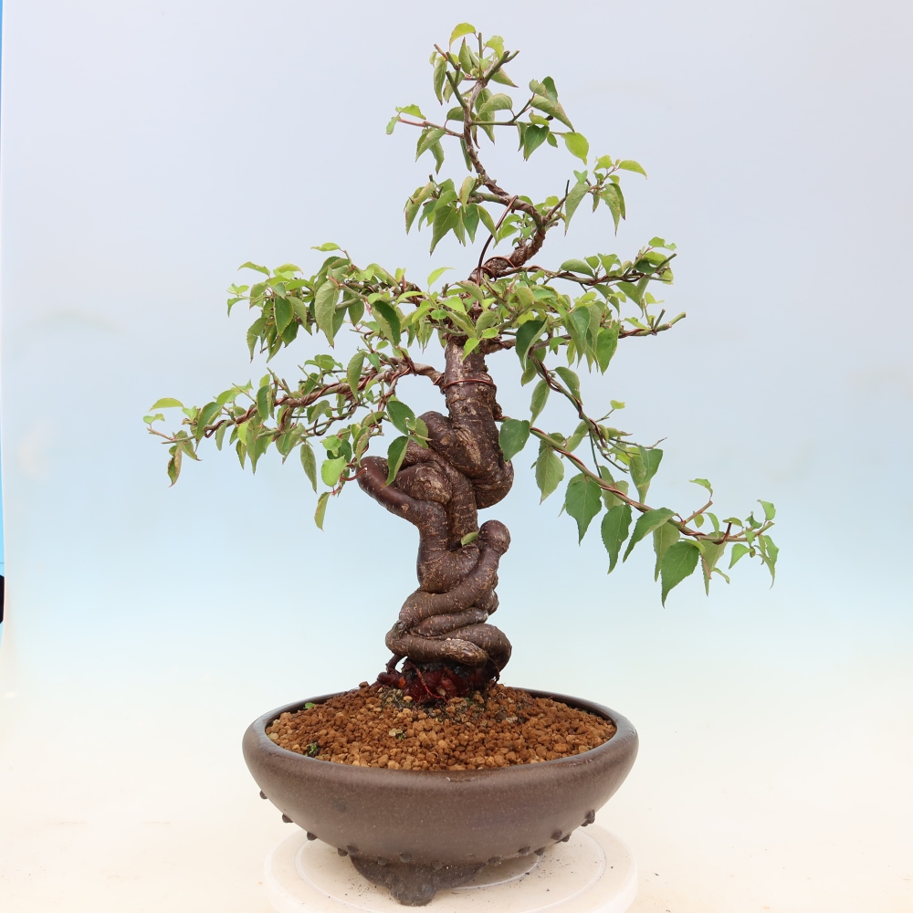 Kültéri bonsai – Japán barack – Prunus Mume