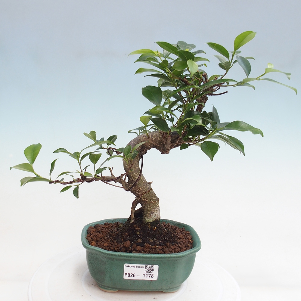 Szobai bonsai - Ficus retusa - kislevelű fikusz